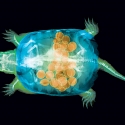X-Rays Reveal a Surprising In This Turtle's Tummy