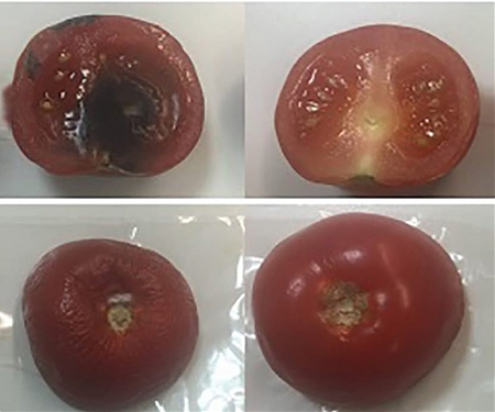 Clay-Based Antimicrobial Packaging Keeps Food Fresh