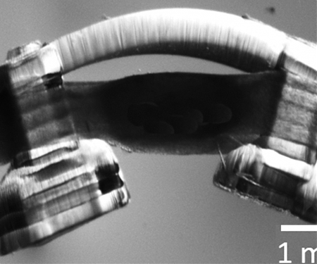 (PDF) Tiny Walking Bio-Bots Get a Spinal-Cord Pep in Their Step
