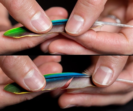 (PDF) Feather-Inspired Tech May Give Velcro a Run for Its Money