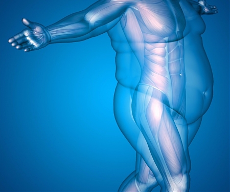 (Paper) How Tiny Silica Particles Can Stop The Body Absorbing Fat in Food