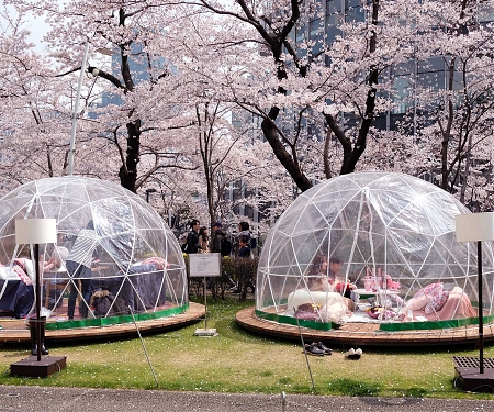 The Big Business of Japan’s Cherry Blossoms