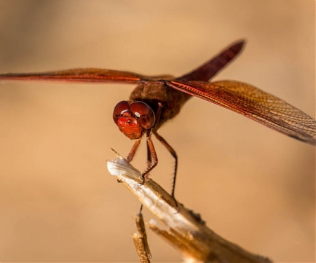 (PDF) Dragonfly Inspires Predictive Vision for Driverless Cars