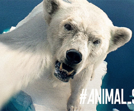 Animal Selfies Come to the Rescue in WWF Japan Campaign