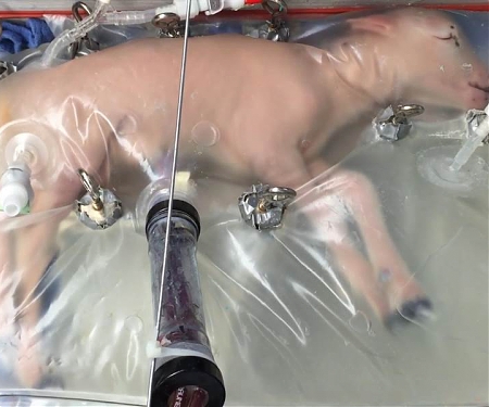 (Video) An Artificial Womb Successfully Grew Baby Sheep - And Humans Could be Next