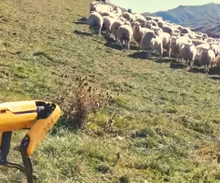 (Video) Boston Dynamics Robot Herd Flock of Sheep in New Zealand