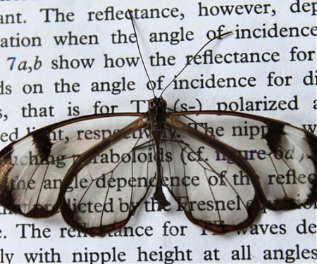 Butterfly Wings are the Key to Glare-Free Phone Displays