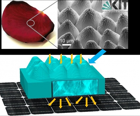 'Flower Power' : Photovoltaic Cells Replicate Rose Petals
