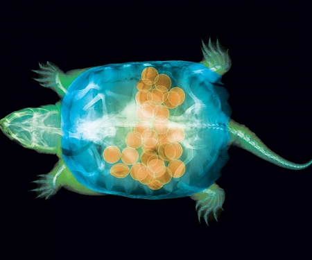 X-Rays Reveal a Surprising In This Turtle's Tummy