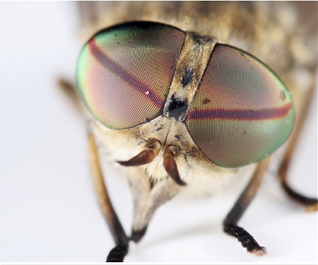 Self-Cleaning, Anti-Glare Windows Inspired by Moth Eyes