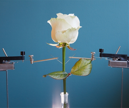Six Million Dollar Plant : Scientists Grow Cyborg Roses