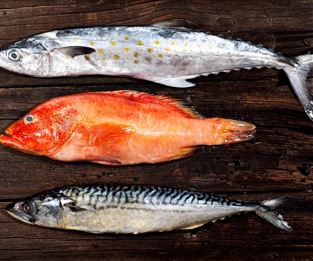 Something’s Fishy : New Device Sniffs Out Seafood Fraud