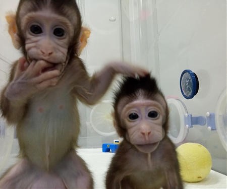 (PDF) Scientists Just Cloned Monkeys. Humans Could Be Next