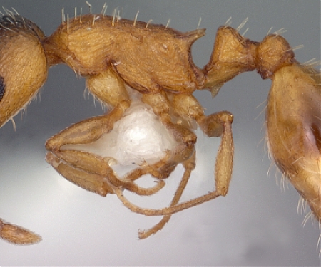 (Infographic) Most Worker Ants Are Slackers