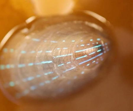 (Video) Limpet's Could Inspire Next-gen Transparent Displays
