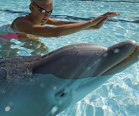 (Video) These $26 Million Robot Dolphins May Be the Future of Aquariums