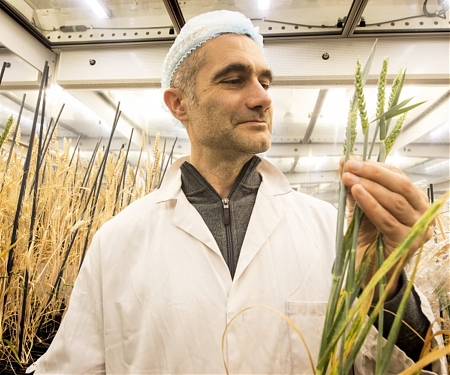 NASA-Inspired "Speed Breeding" Boosts Wheat Production Threefold