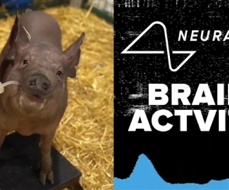 (Video) Elon Musk Shows Off Neuralink's Brain Implant in Pigs
