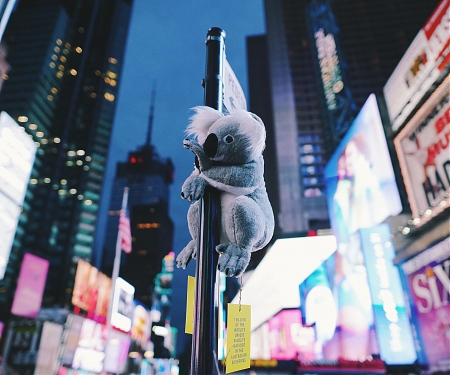 Koalas of NYC