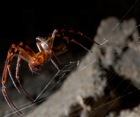 Could Spiders Produce The Next Super-Strong Material ?