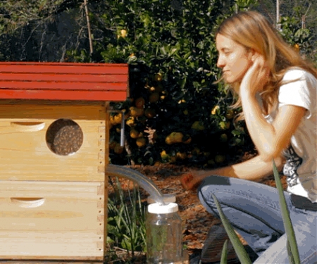 (Video) Flow Hive: Honey on Tap Directly From Your Beehive