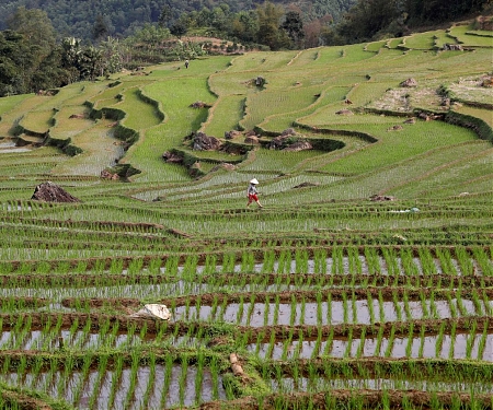 Rice Prices Spike to Highest Level Since 2011