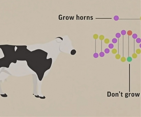 Next Generation of Biotech Food Heading for Grocery Stores