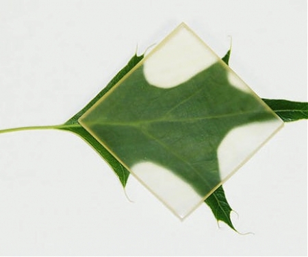 Could Transparent Wood One Day Replace Glass ?