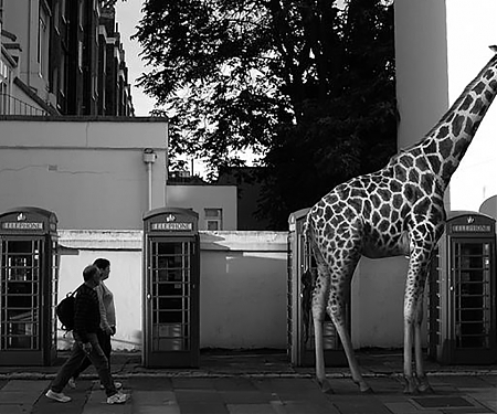 A Zoo of Wild Animals on European City Streets