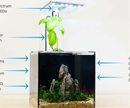 EcoQube C Fish Tank Uses a Plant to Clean its Water