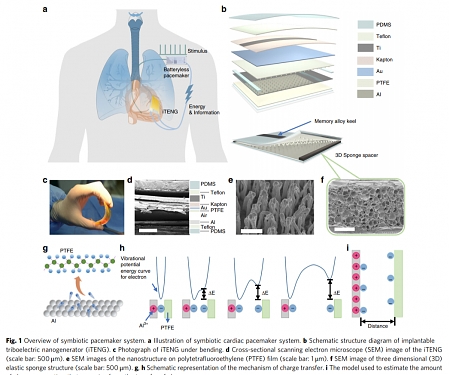 (Paper) Self-Powered 'Pacemaker for Life' in Pigs Unveiled