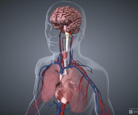 (Video) 3D Modeling Startup BioDigital Launches An API For The Human Body