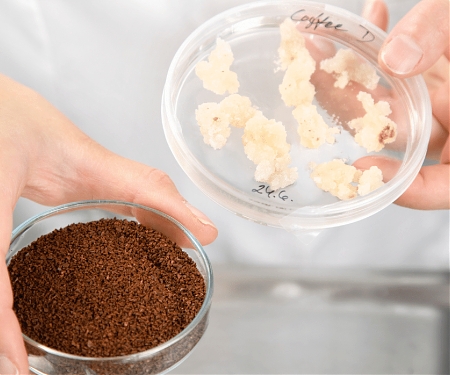 (Video) Lab-Grown Coffee Cuts Out The Beans and Deforestation