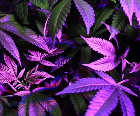 Will China Become Hooked On CBD Beauty Products ?