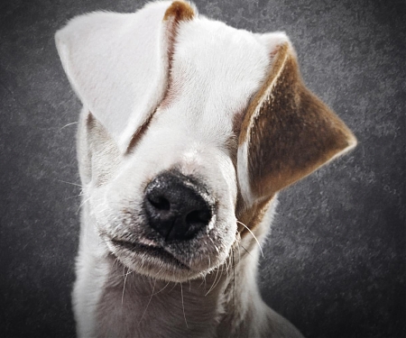 Don’t Turn a Blind Eye to Animal Cruelty