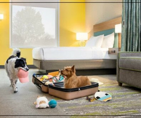 Pet Travel Takes Over The Roads