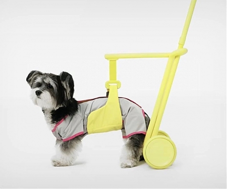Is Your Elderly Dog Facing Issues While Walking ?