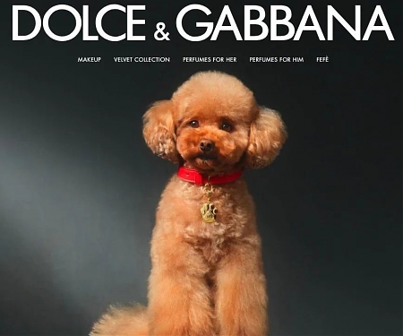 Dolce & Gabbana Launches Fefé, A Luxury Perfume for Dogs