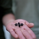 (Video) MIT Develops Robotic Bee That Can Flip And Hover, And Could Pollinate Plants On Other Planets