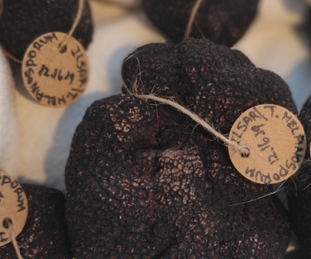 $5M Truffles : Israeli Startup Looks To Market Edible Fungi From Golan Heights
