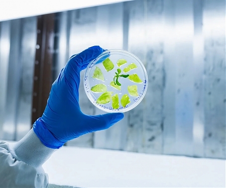 Food Tech Startup, BioBetter is Turning Tobacco Plants Into Bioreactors