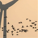 (Video) Active Wind Turbine Control Aims to Cut Bird Deaths by 80%