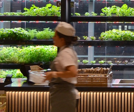 Food & Drink Vegetables Grown in The Grocery Store Parking Lot - The GardenBox