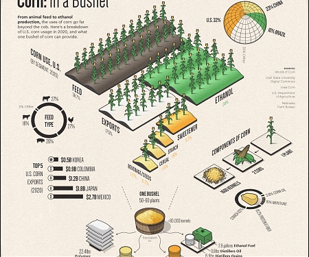 (Infographic) The Uses of Corn : Industries Affected by High Corn Prices