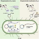 (Paper) Real Milk Proteins, No Cows : Engineered Bacteria Pave The Way For Vegan Cheese And Yogurt