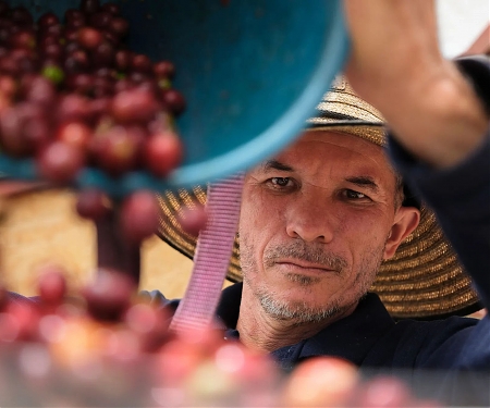 Weak Dollar Squeezes Coffee, Banana and Potato Chip Exporters in Latin America
