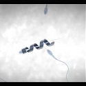 (Video) Motorized Spermbots Help Weak Swimmers Along to Boost Fertility