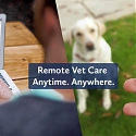 (Video) TeleVet Provides Boost To Veterinary Telemedicine With $5M Series A