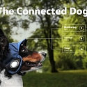 (Video) A Volkswagen Campaign Shows a Vision of the Connected Dog