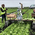 (PDF) Machine Learning Helps Robot Harvest Lettuce for the First Time